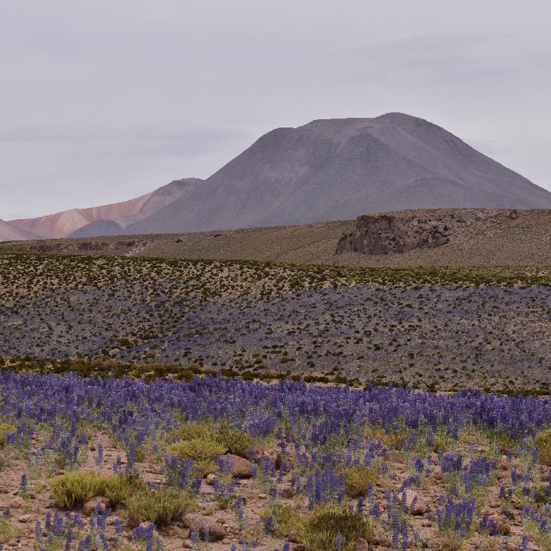Fleurs bleues dans le désert